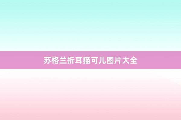苏格兰折耳猫可儿图片大全